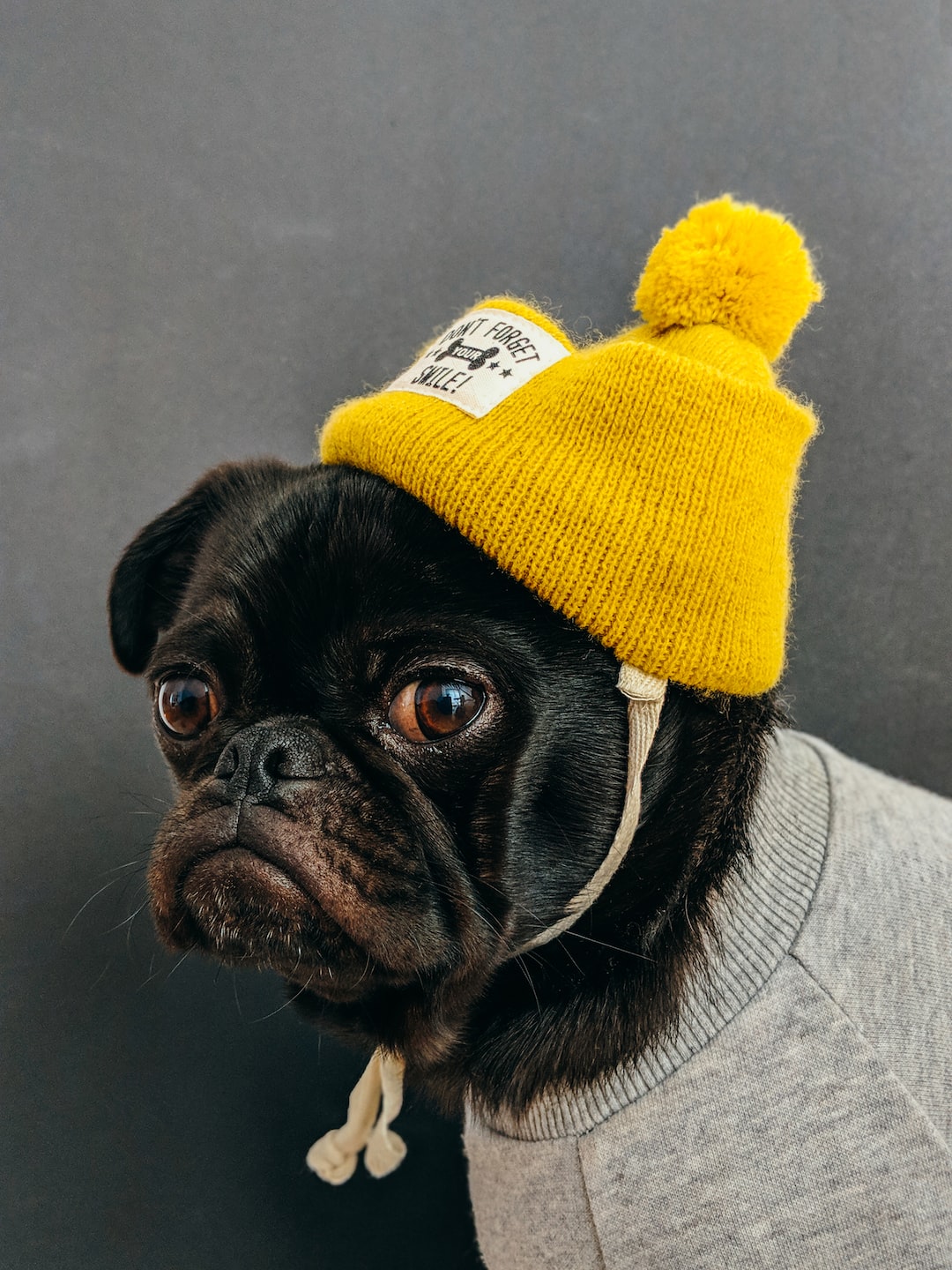 Happy puppy: https://unsplash.com/@charlesdeluvio